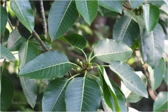 Ficus beddomei